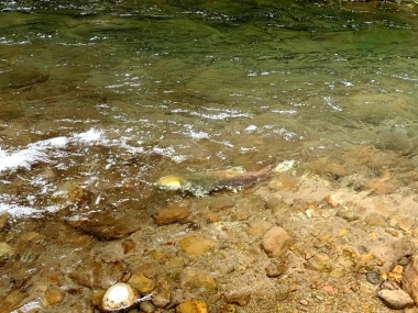 Spring Chinook Walla Walla 2025.jpeg