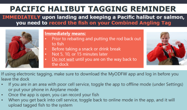 Tagging Pacific Halibut Graphic