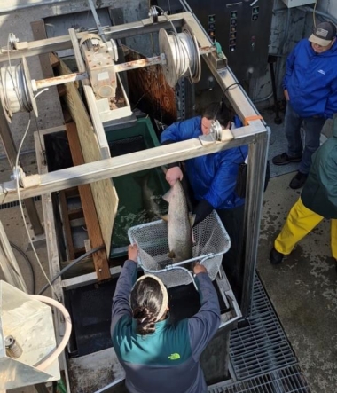 Walla Walla spring Chinook returns.jpeg