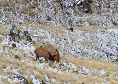 0089_zumwalt_elk_swart_odfw