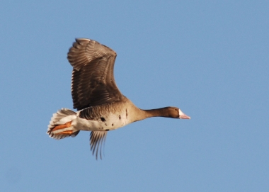0219_white_fronted_goose_budeau