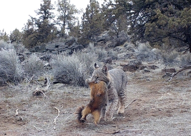 032919_bobca_yb_marmot_brie_porter_odfw_875x1200