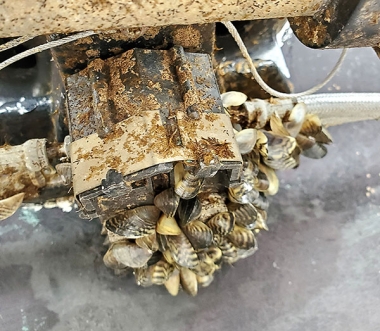 Boat outboard prop with Zebra mussels