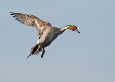 0649_pintail_drake_landing_budeau