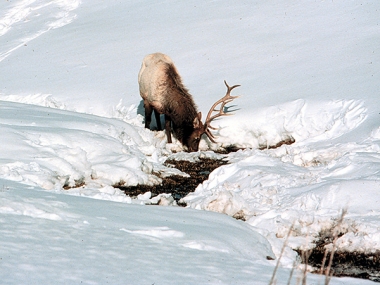 1854_elk_drinking_snow