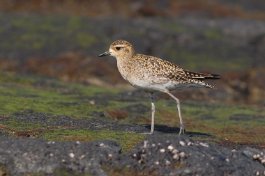 Pacific Golden Plover