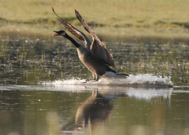 Western Canada goose