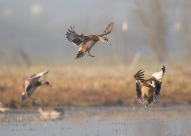 Wigeon, ducks