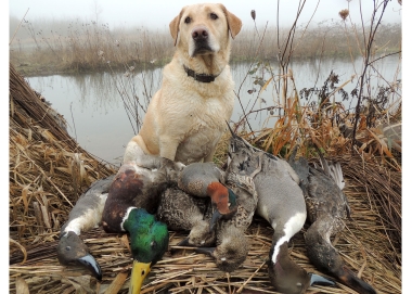 112_yellow_lab_with_ducks_rodakowsk_odfw