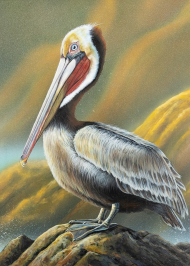Art work of a brown pelican standing on a rock. 