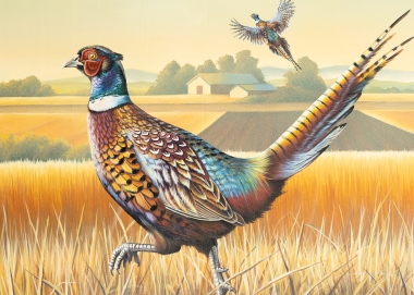 A ringed-necked pheasant in depicted in artwork walking across a field. Another pheasant in the background flies into the air. 