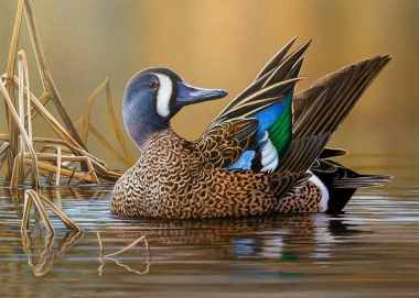 Artwork depicting a blue-winged teal on the water. 
