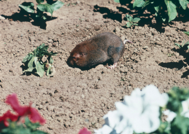 75_wilamette_pocket_gopher_odfw