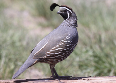 california_quail_ganskopp