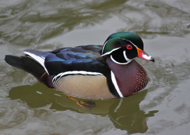 wood_duck_drake_jones