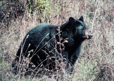 black_bear_field