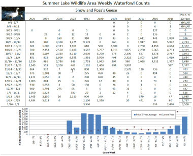 Summer Lake Snow and Ross's Geese counts