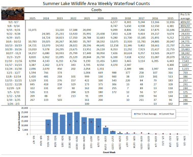 Summer Lake Coot counts