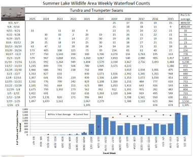 Summer Lake Swan counts
