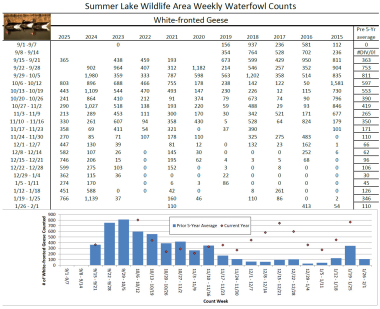 Summer Lake White-fronted Geese counts