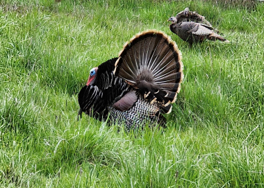 wild turkey