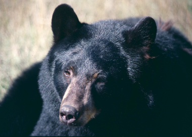 black bear