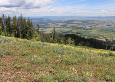 Mt Emily spring green up