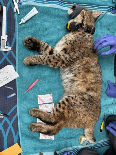 A sedated bobcat lies on a blue towel while being fitted with a GPS collar.