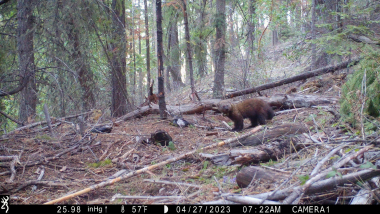 A fisher stands in the forest looking toward the camera.