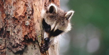 raccoon pine tree