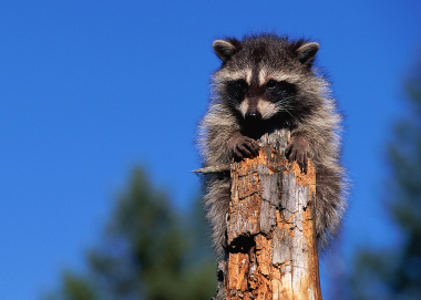raccoon