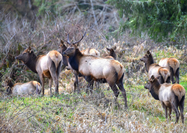 elk, herd, grazing, odfw