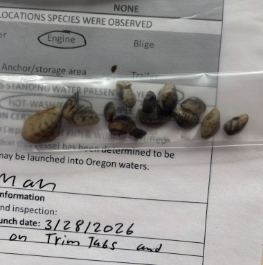 Photo of quagga mussels in bag removed from boat March 2026