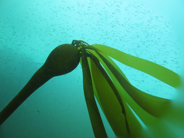 Bull Kelp