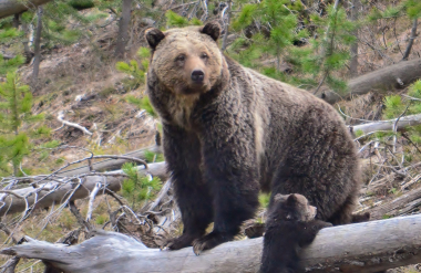 Grizzly Bear with Cub