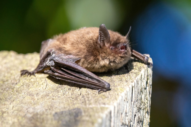 A Myotis bat lays on a fencepost, vocalizing. Many species in this genus are susceptible to white-nose disease. February 2026, Lane County, Oregon.