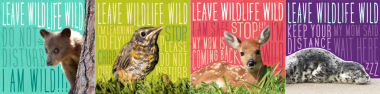 Leave wildlife wild