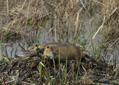 Nutria an invasive species