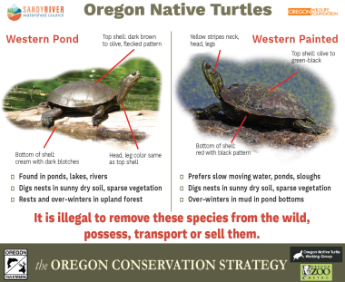 Oregon Native Turtles