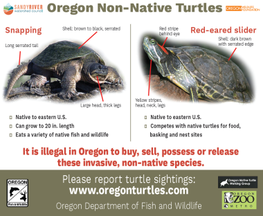 Oregon NonNative Turtles