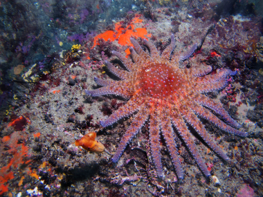 Sunflower Sea Star