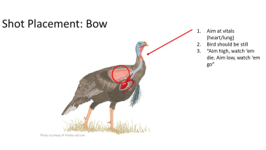 Turkey shot placement_bow