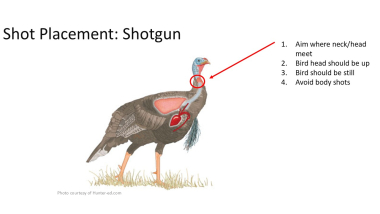 Turkey shot placement_shotgun