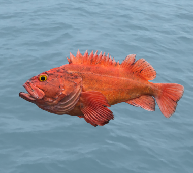 Yelloweye Rockfish