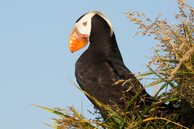 usfws-tufted-puffin.jpg