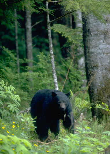 Black bear approach
