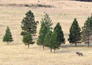 Rocky Mountain bull elk
