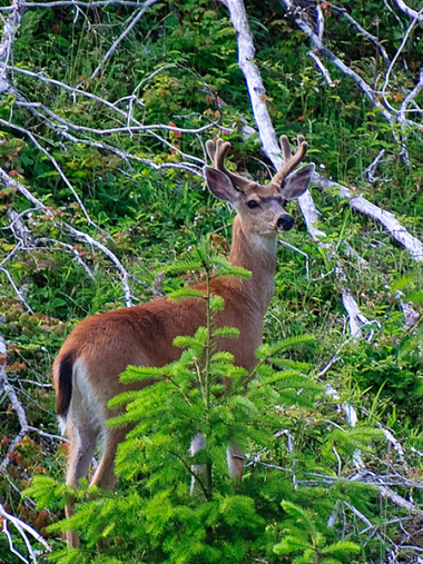blacktail buck deer