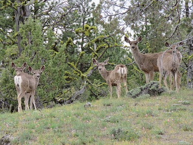 mule deer