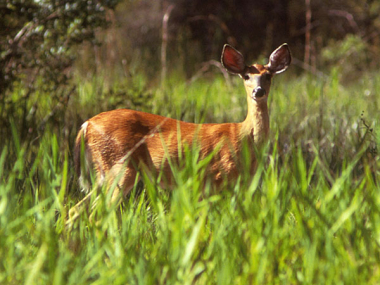 black tail deer